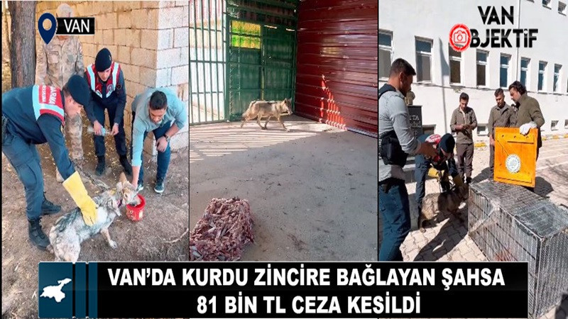 Van’da kurdu zincire bağlayan şahsa 81 bin TL ceza kesildi!
