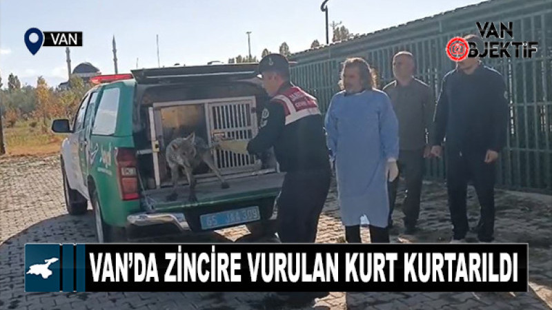 Van’da zincire vurulan kurt kurtarıldı