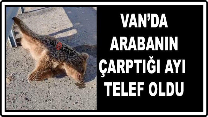 Aracın çarptığı ayı telef oldu 