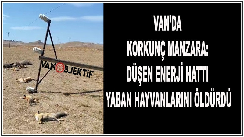 Van’da korkunç manzara: Düşen enerji hattı yaban hayvanlarını öldürdü