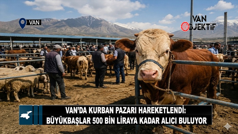 Van’da Kurban Pazarı Hareketlendi: Büyükbaşlar 500 Bin Liraya Kadar Alıcı Buluyor